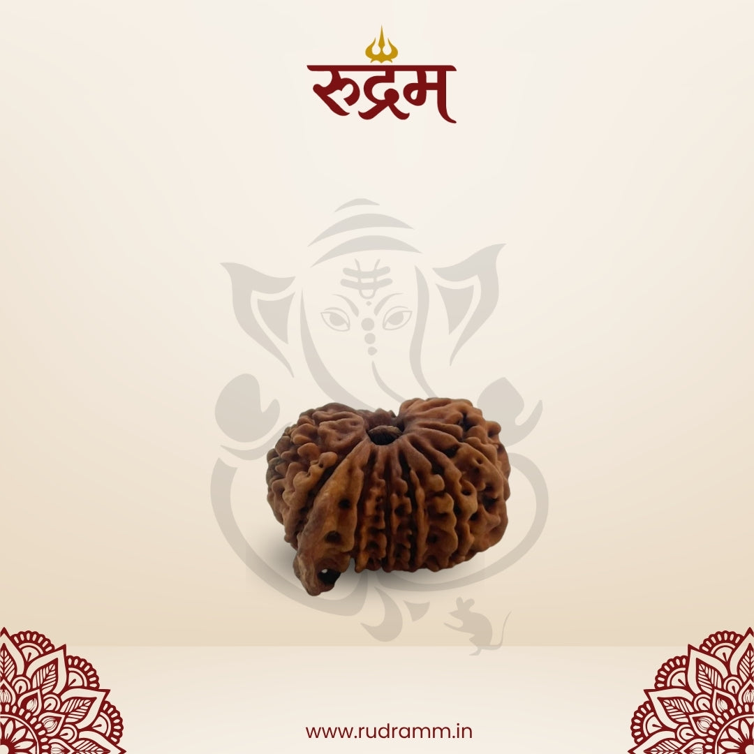 Ganesh Mukhi Rudraksha