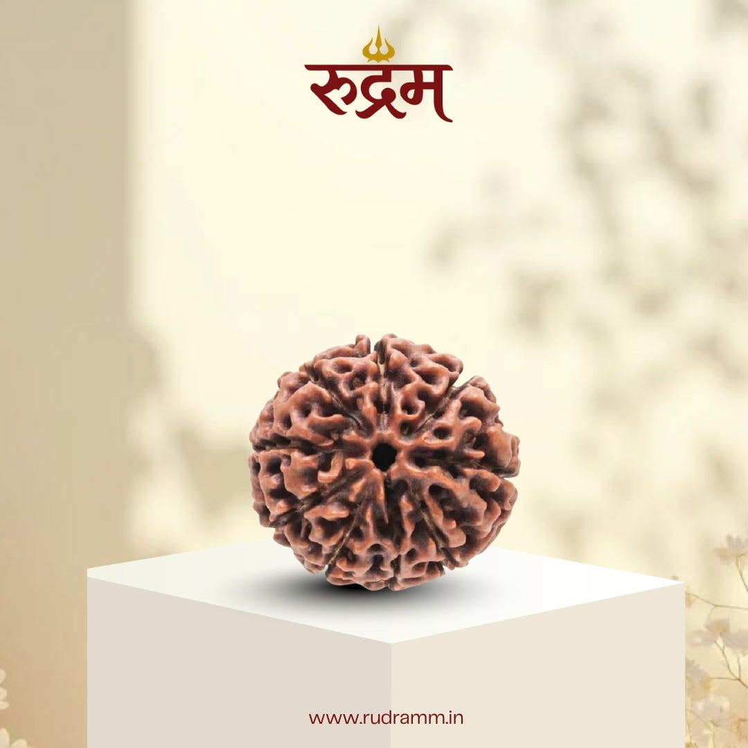 Original 9 Mukhi Nepali Rudraksha with Lab Report