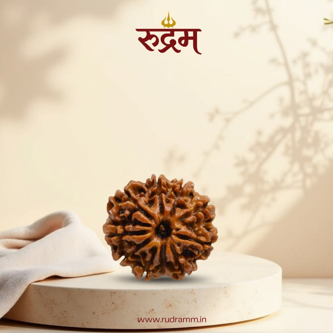 Original 10 Mukhi Nepali Rudraksha with Lab Report