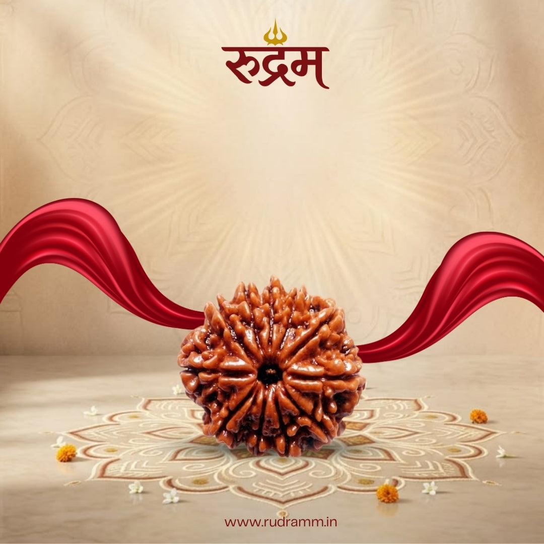 Original 11 Mukhi Nepali Rudraksha with Lab Report