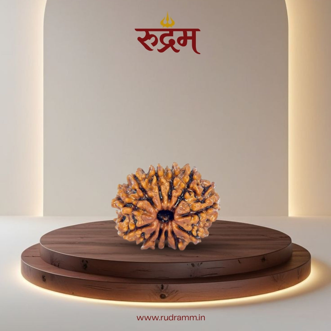 Original 12 Mukhi Nepali Rudraksha with Lab Report