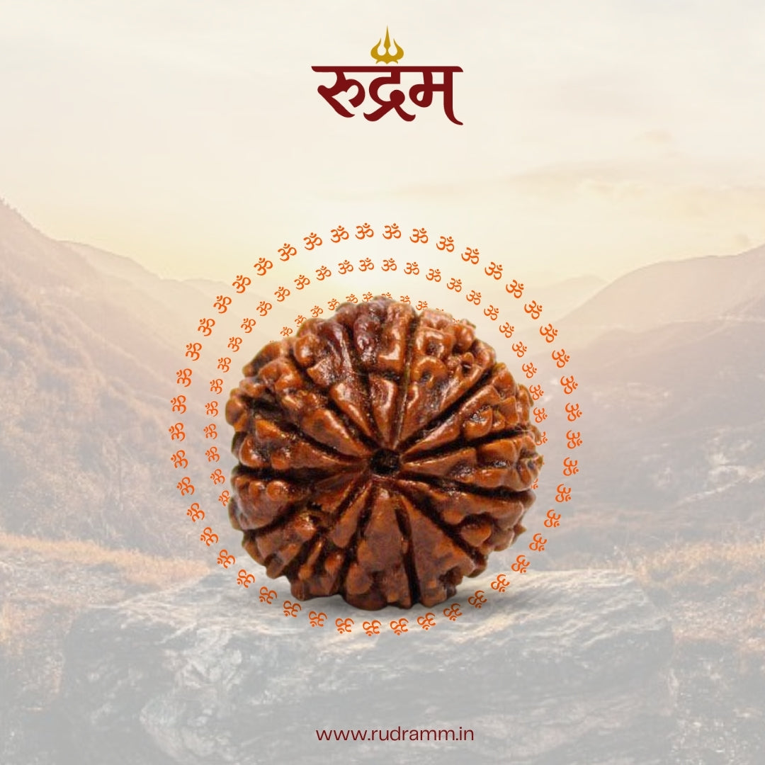 Original 13 Mukhi Nepali Rudraksha with Lab Report