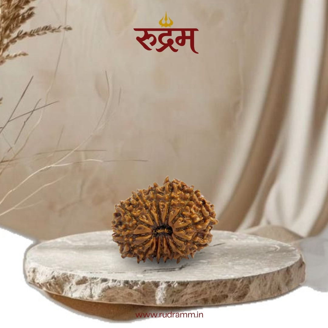 Original 14 Mukhi Nepali Rudraksha with Lab Report