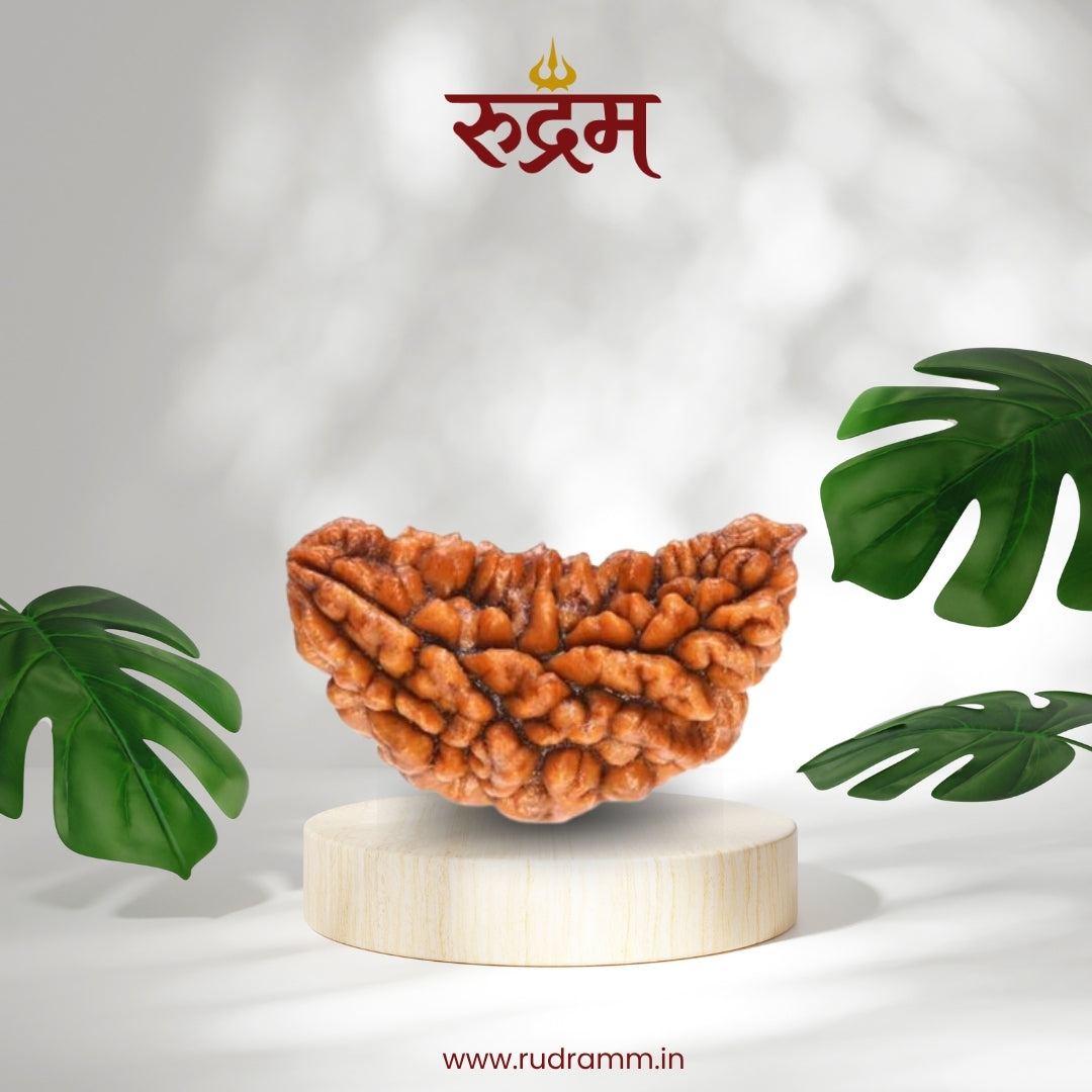 Original 1 Mukhi Nepali Rudraksha with Lab Report