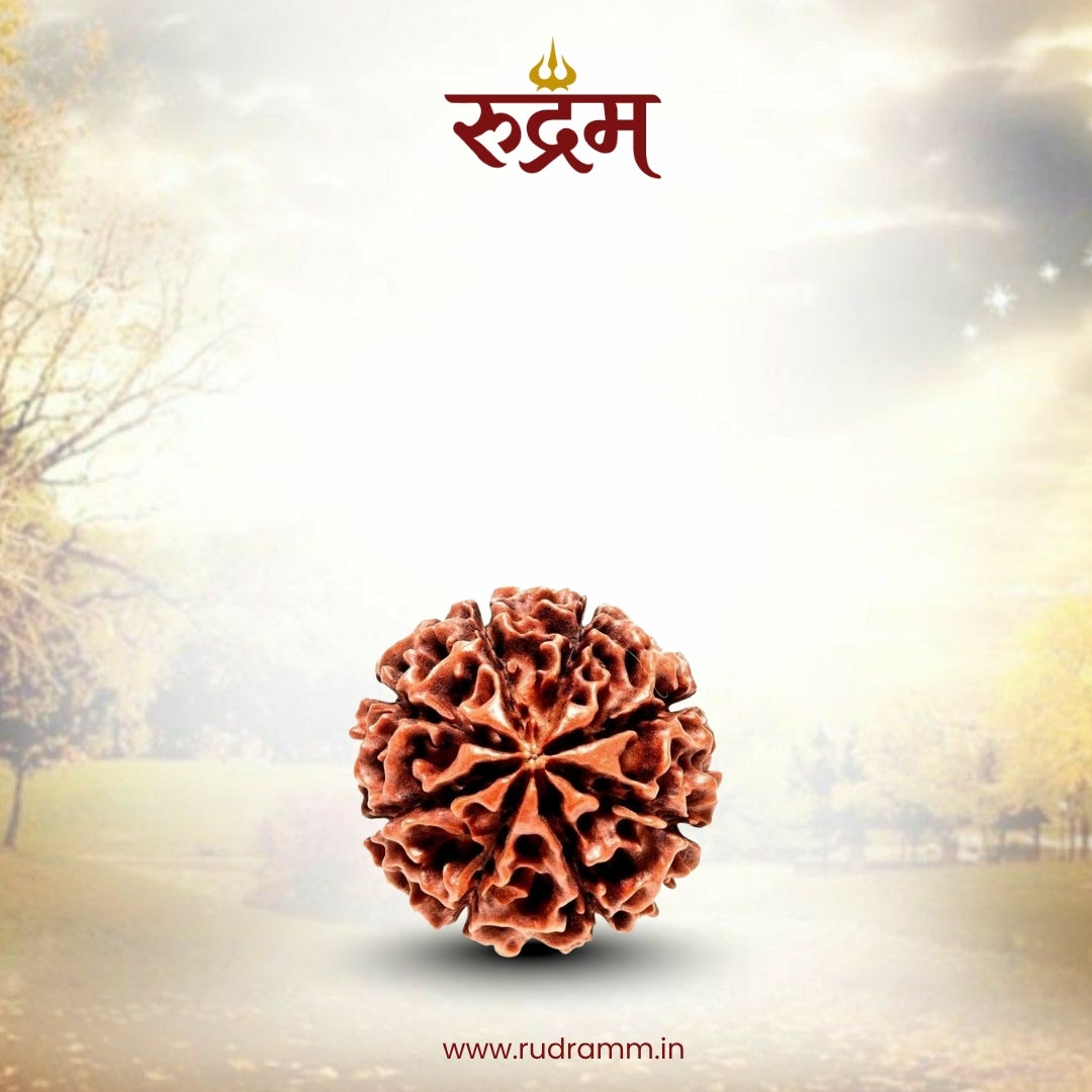 Original 6 Mukhi Nepali Rudraksha with Lab Report